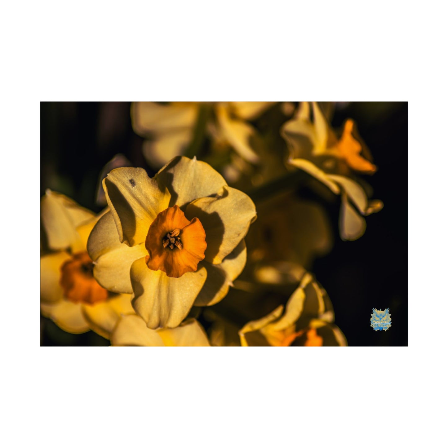 "Golden Chorus" Photo Poster