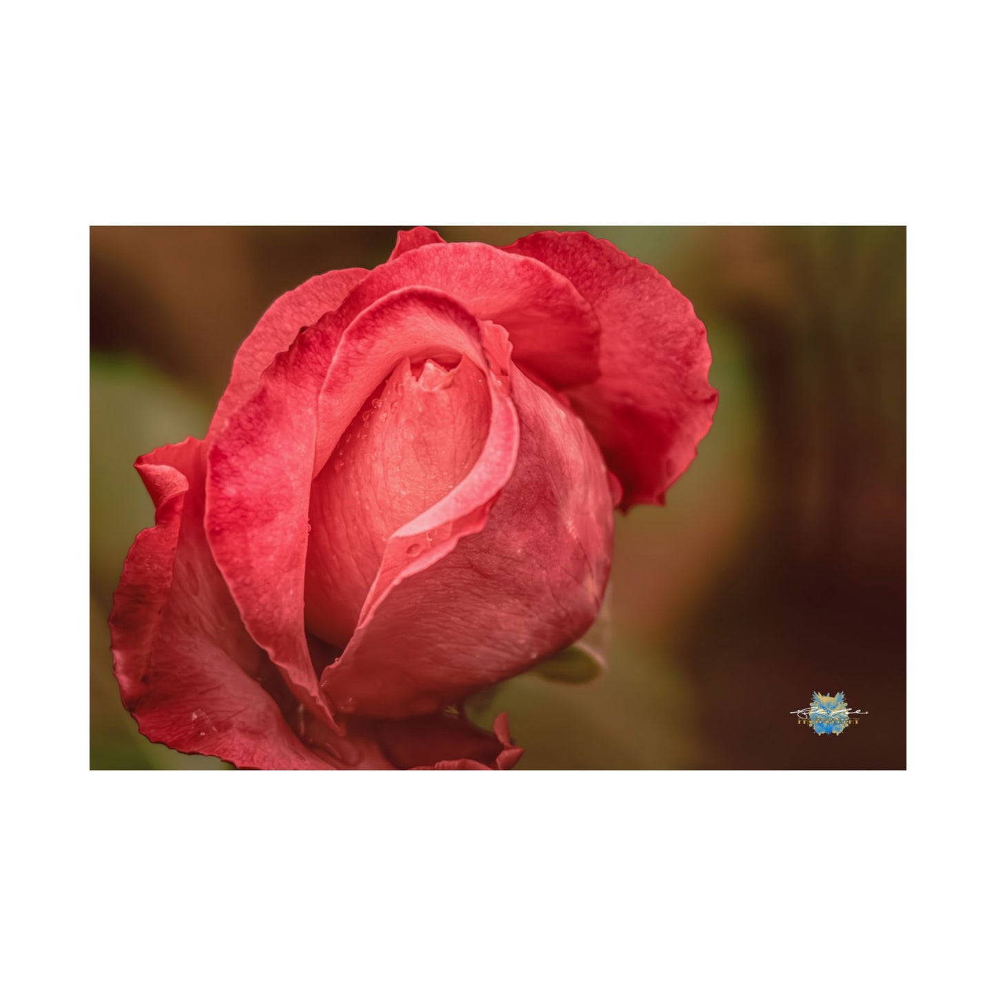 "Crimson Whisper" – Rose Fine Photo Poster