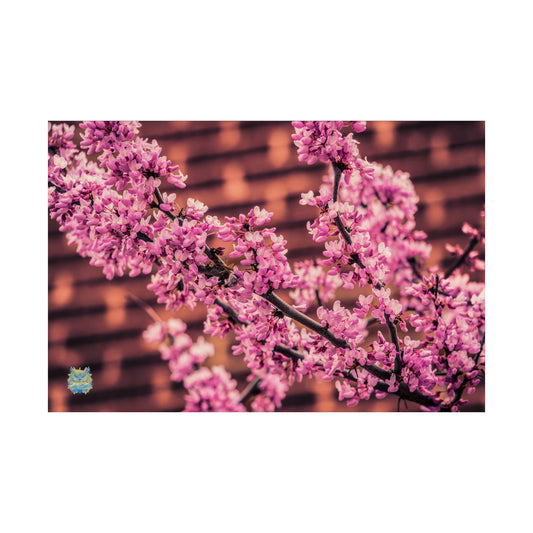 "Blush in Bloom" Redbud Photo Poster