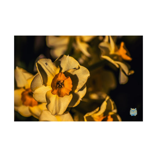 "Golden Chorus" Photo Poster