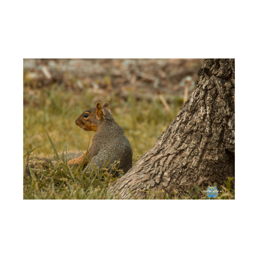 "Stillness Under the Tree" Photo Poster
