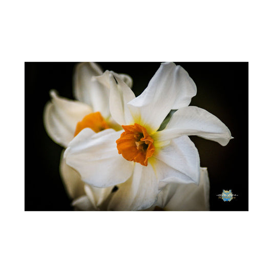 "Whisper of Spring" Narcissus Floral Photo Poster