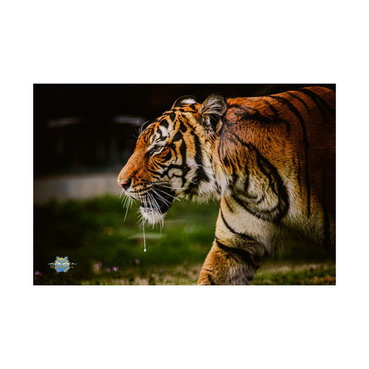 "Focused Grace" Bengal Tiger Photo Poster