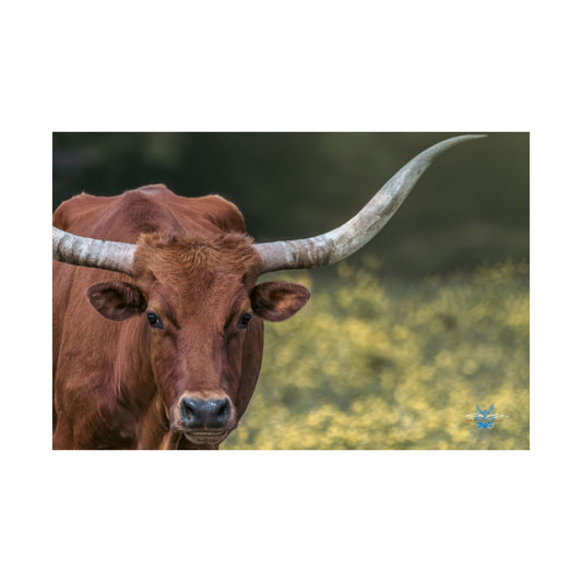 “Oklahoma Stare” Photo Poster