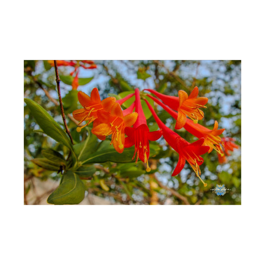 "Floral Fanfare" Photo Poster