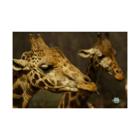 "Stickin’ Out – Giraffe Attitude" Photo Print - Framed