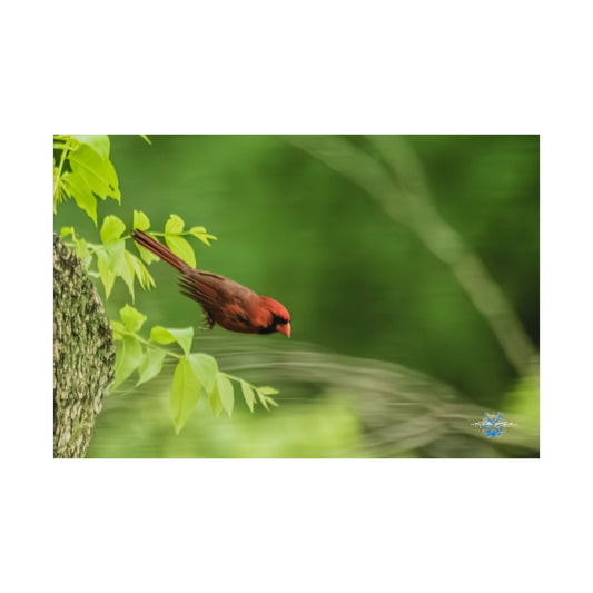 "Crimson in Motion" Photo Poster