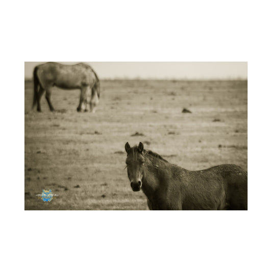 "Prairie Dreams" Photo Poster