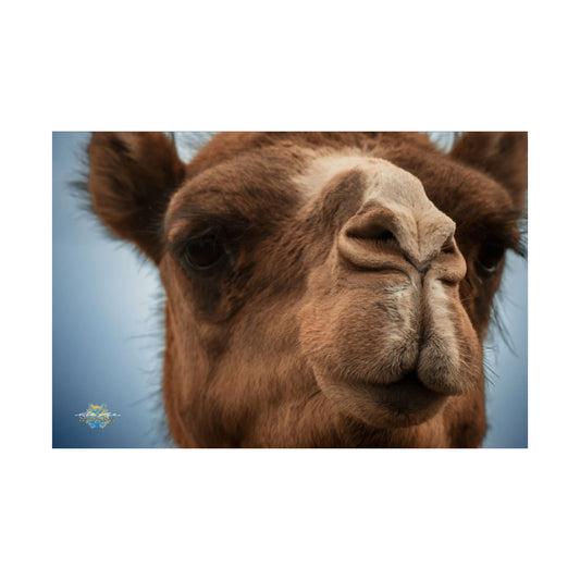 "Camel Close-Up" Photo Poster