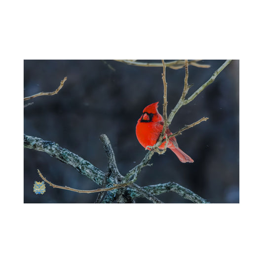 "Winter Cardinal" Photo Poster
